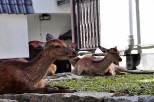 Miyajima       