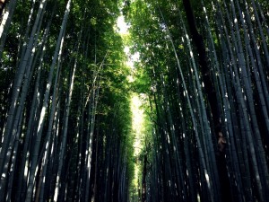 Foresta di  bamboo           